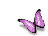 Fototapeta Motyle - Morpho violet butterfly , isolated on white background