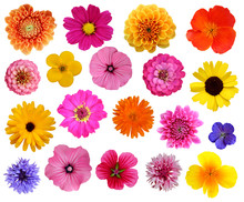 Blumen Malve, Aster, Zinnie, Dahlie, Kalendula...