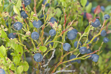 Wall Mural - Blueberries