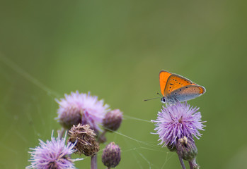 Sticker - Lycaena virgaureae