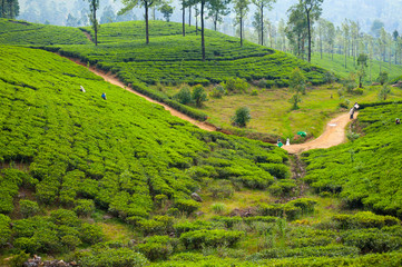 Wall Mural - Tea plantation landscape