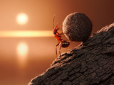 Fototapeta Zwierzęta - ant Sisyphus rolls stone uphill on mountain, concept
