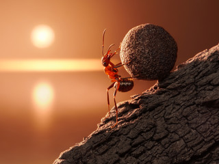 Wall Mural - ant Sisyphus rolls stone uphill on mountain, concept