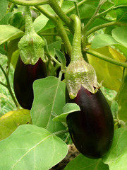 Wall Mural - eggplants ripening in a garden