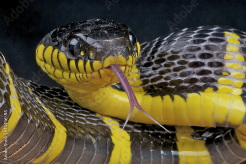 Foto-Kissen - Mangrove snake / Boiga dendrophila (von mgkuijpers)