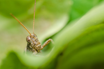 grasshopper macro in green nature