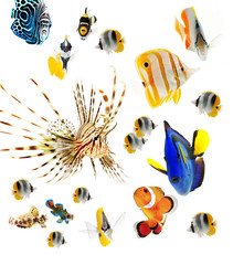 Wall Mural - fish, reef fish, marine fish party isolated on white background