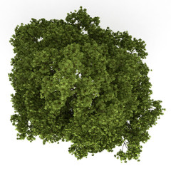 Wall Mural - top view of field maple tree isolated on white background