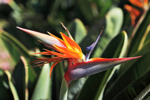 Flower "Bird Of Paradise"