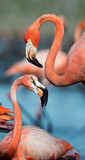 Fototapeta Na drzwi - Flamingo (Phoenicopterus ruber)