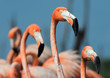 Flamingo (Phoenicopterus ruber)