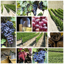 Vineyard Collage