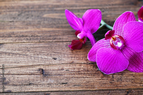 Foto-Doppelrollo - Orchidee auf Holzuntergrund (von Racamani)