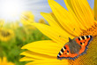 sunflower field with butterfly
