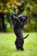Cute dog standing on his hind legs