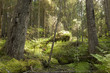 Untouched primeval spruce forest, nature reserve in Sweden
