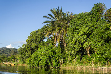 Wall Mural - Lush tropical vegetation