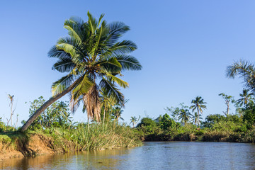 Sticker - Lush tropical vegetation