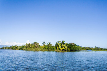 Wall Mural - Lush tropical vegetation