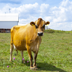 Wall Mural - Brown Cow