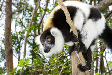 Black-and-white Ruffed Lemur, Lemur Island, Andasibe
