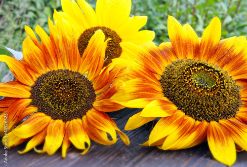 Fototapeta na wymiar Geflammte Sonnenblumen