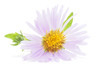 perennial aster on a white background