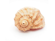 Sea ​​shell On White Background