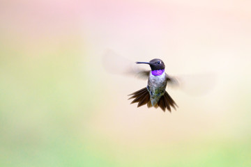 Black-chinned Hummingbird