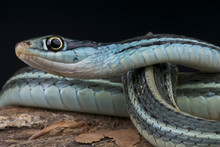 Blue Ribbon Snake / Thamnophis Sauritus