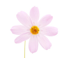 Kosmeya Flower On A White Background