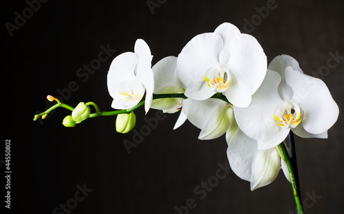 Close-up of white orchids (phalaenopsis) against dark background - 44550802