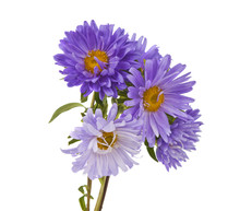 Aster Isolated