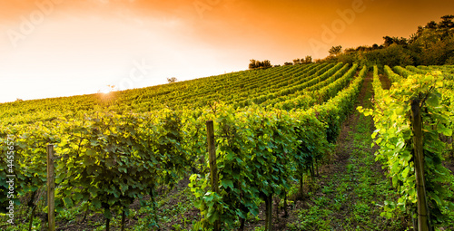 Naklejka - mata magnetyczna na lodówkę Weingut an der hessischen Bergstraße