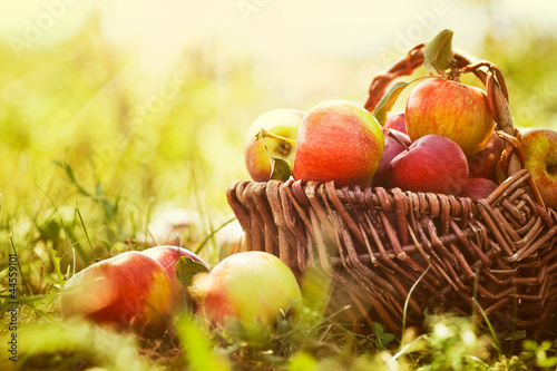 Nowoczesny obraz na płótnie Organic apples in summer grass