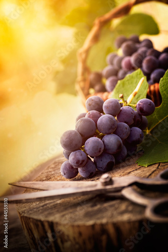 Fototapeta na wymiar Freshly harvested grapes