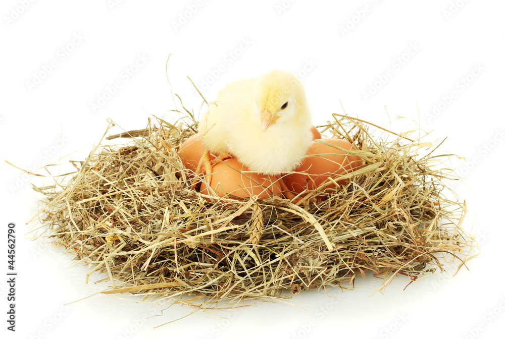 beautiful little chicken and eggs in nest, isolated on the