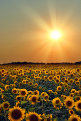 Sunflower Field