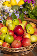 Korb mit frischen Äpfeln nach der Ernte