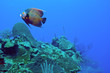 French angelfish and reef