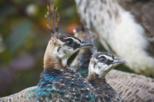 Peahen Sat In A Group