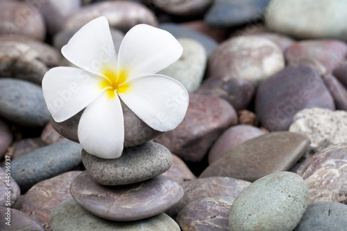 Tapeta ścienna na wymiar frangipani on a stack of rocks