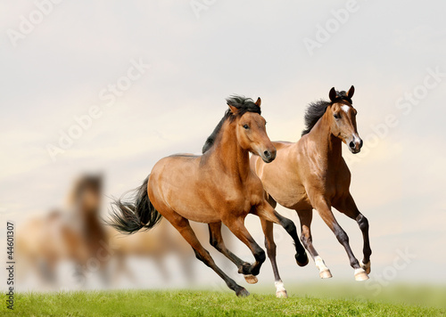 Obraz w ramie horses in sunset