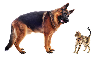 Canvas Print - german shepherd and kitten