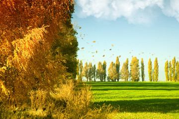 Wall Mural - Autumn landscape with green wheat field and yellow woods