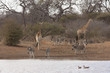 Kapgiraffe (G. c. giraffa) und Zebras am Wasserloch