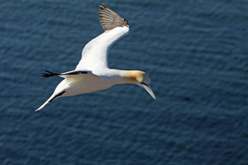 Poster - Basstölpel am Vogelfelsen auf Helgoland