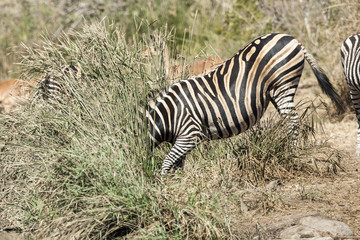 Steppenzebra (Equus quagga)