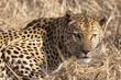 Leopard (Panthera pardus) im Porträt