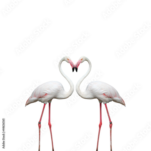 Fototapeta na wymiar Two colorful flamingos looking at each other and building a hear
